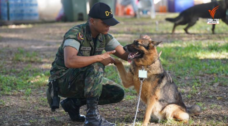 54 Anjing Militer Tak Lolos Kualifikasi Dilelang, Peminat hingga ke Eropa